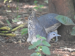 Crypturellus undulatus