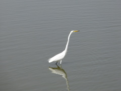 Ardea alba