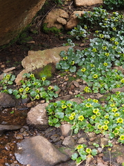Ranunculus pinguis