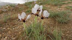 Iris paradoxa