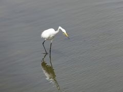 Ardea alba