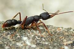 Harpegnathos venator