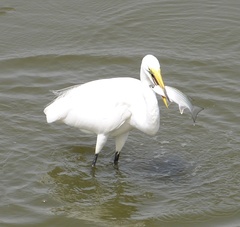 Ardea alba