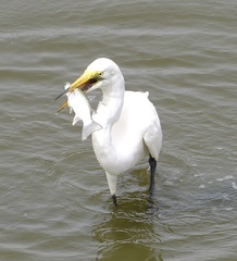 Ardea alba