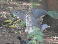 Crypturellus undulatus