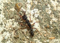 Harpegnathos venator