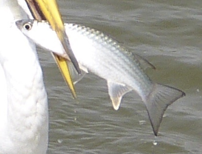 Largescaled mullet (Liza grandisquamis) — Mugilidae