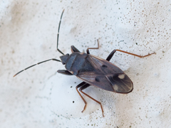 Eremocoris fenestratus