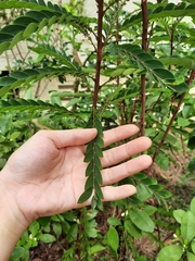 Phyllanthus pulcher