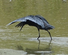 Egretta ardesiaca