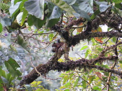 Microsciurus