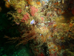 Felimida purpurea