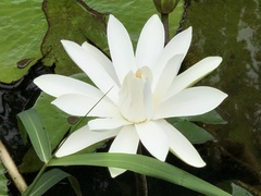 Nymphaea candida