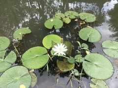 Nymphaea candida
