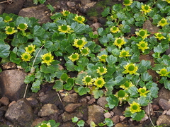 Ranunculus pinguis