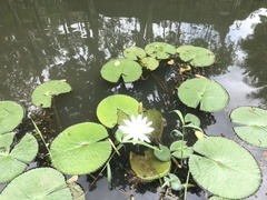 Nymphaea candida