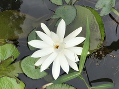 Nymphaea candida