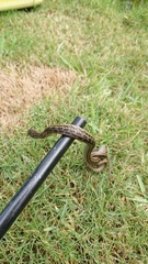 Amplorhinus multimaculatus