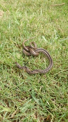 Amplorhinus multimaculatus