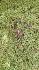 Amplorhinus multimaculatus