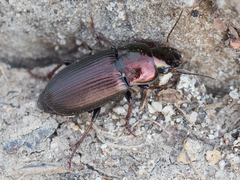 Harpalus distinguendus