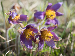 Pulsatilla vulgaris