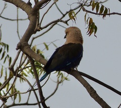 Coracias cyanogaster