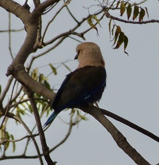 Coracias cyanogaster