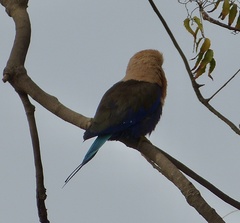 Coracias cyanogaster