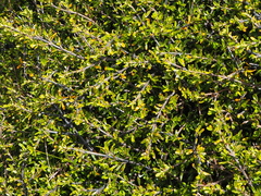 Coprosma cuneata
