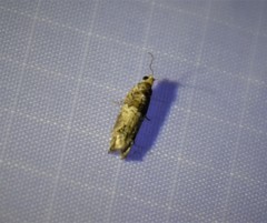 Pseudexentera knudsoni