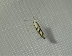 Argyresthia austerella