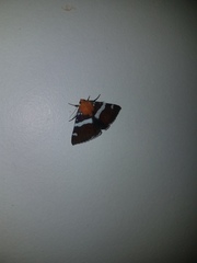 Buzara infractafinis