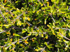 Coprosma cuneata
