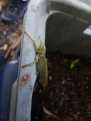 Austrosalomona destructor