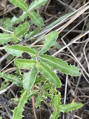 Blepharis obermeyerae