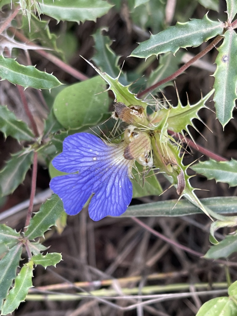 Blepharis obermeyerae