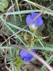 Blepharis obermeyerae