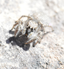 Habronattus amicus