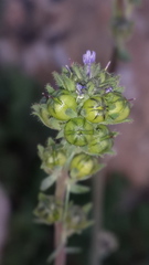 Linaria micrantha
