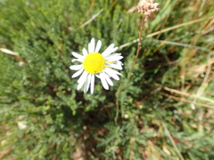 Lasiospermum bipinnatum