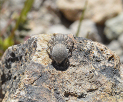 Habronattus amicus