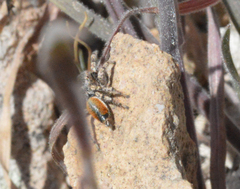 Habronattus amicus