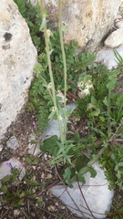 Linaria micrantha