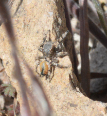 Habronattus amicus