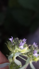 Linaria micrantha