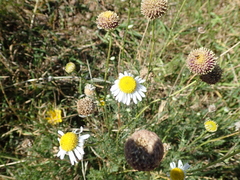 Lasiospermum bipinnatum