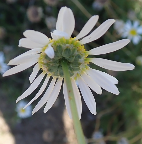 Image of Lasiospermum bipinnatum by no rights reserved