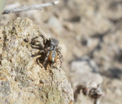 Habronattus amicus