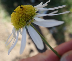Lasiospermum bipinnatum